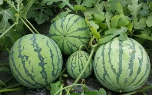 17c一起草黑料吃瓜,草料风波背后的真相与吃瓜指南